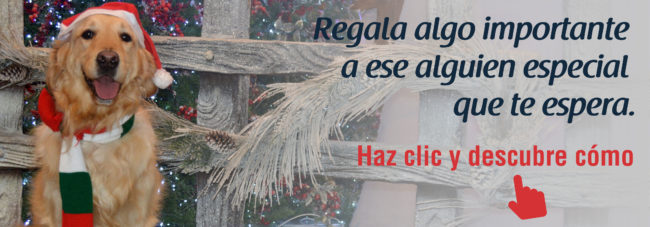 Navidad_Andina_Banner