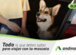 Todo lo que debes saber para viajar con tu mascota.