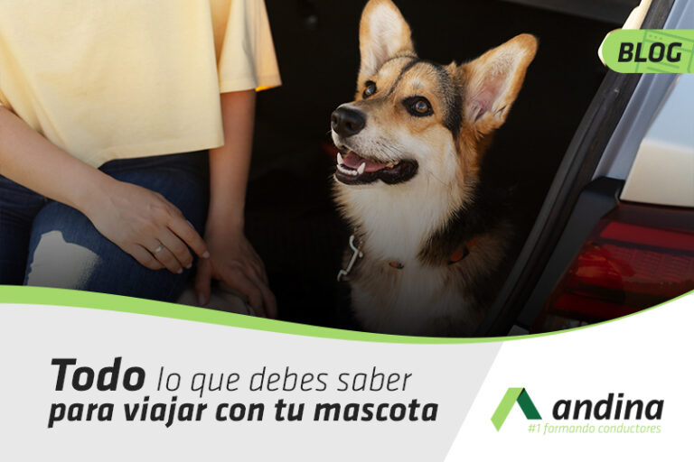 Todo lo que debes saber para viajar con tu mascota. Todo lo que debes saber para viajar con tu mascota.